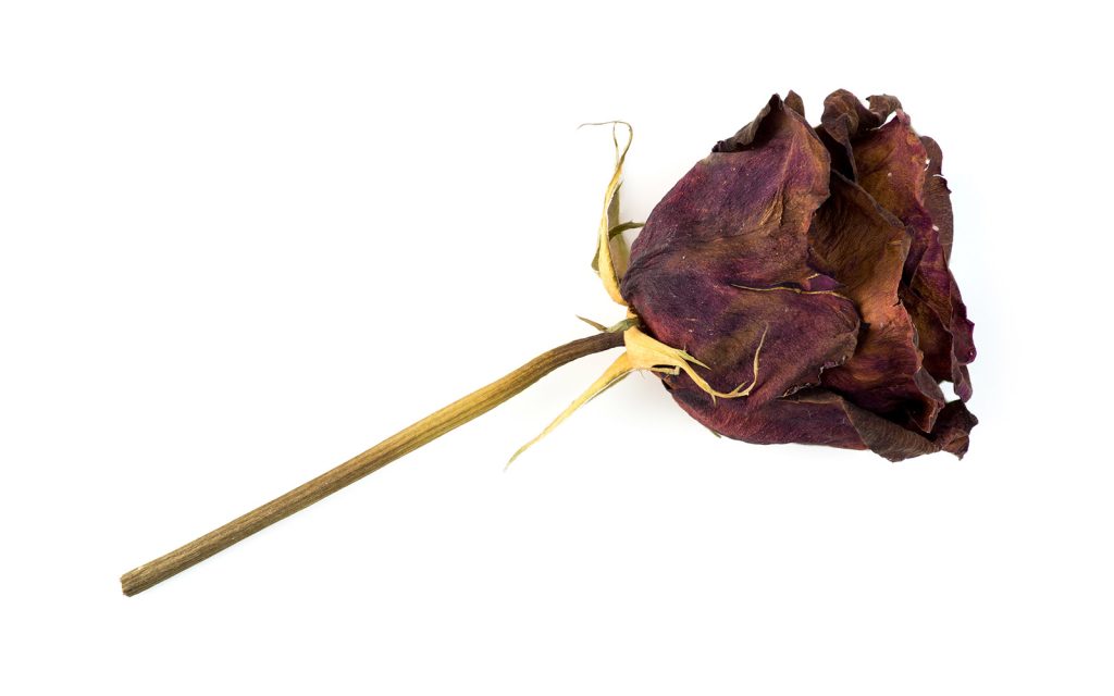 Dead rose