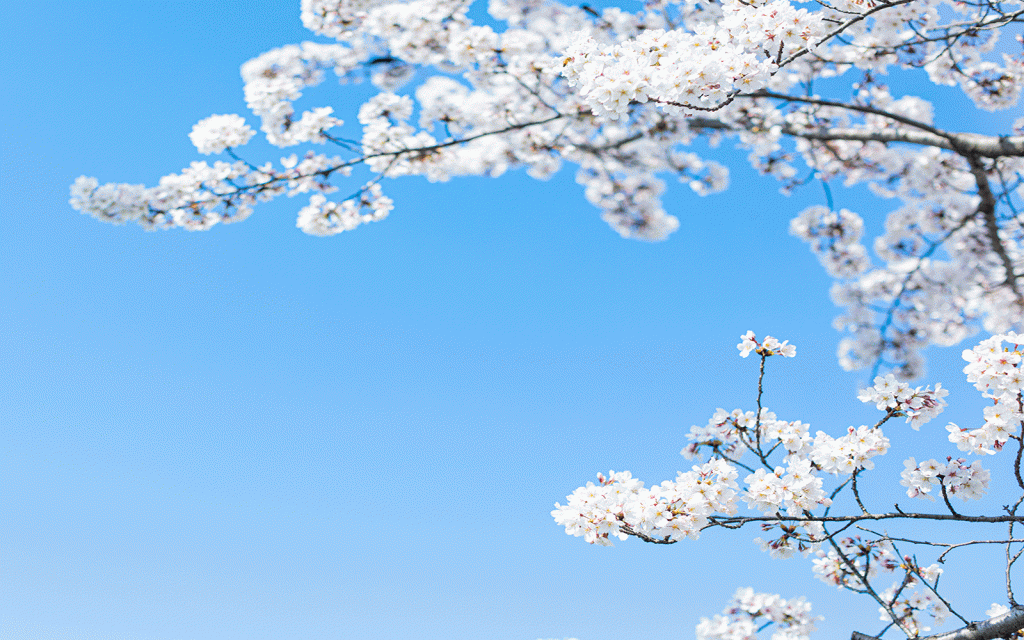 White cherry blossom against a blue sky